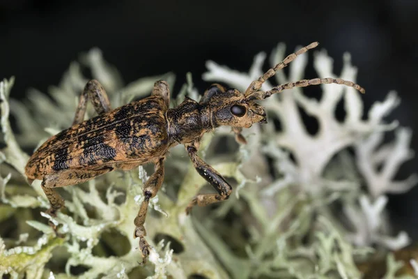 Besouro Longhorn Rhagium Sycophanta Entre Líquen — Fotografia de Stock