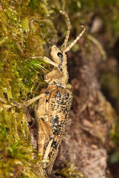 Escarabajo Cuerno Largo Rhagium Sycophanta Ambiente Natural —  Fotos de Stock