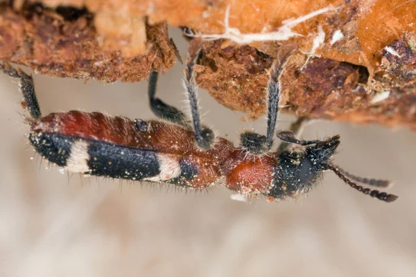 Karınca Böceği Thanasimus Tahtanın Üzerinde Formicarius Makro Fotoğraf — Stok fotoğraf