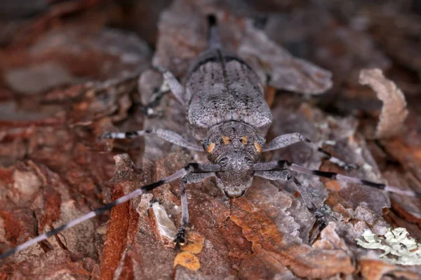 Timberman böceği, Acanthocinus odun üzerinde aedilis