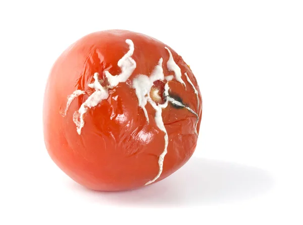 Beschimmelde Tomaat Geïsoleerd Witte Achtergrond — Stockfoto