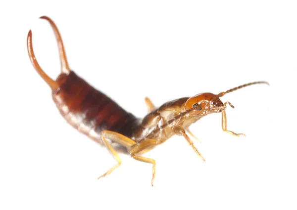 Earwig Izolované Bílém Pozadí — Stock fotografie