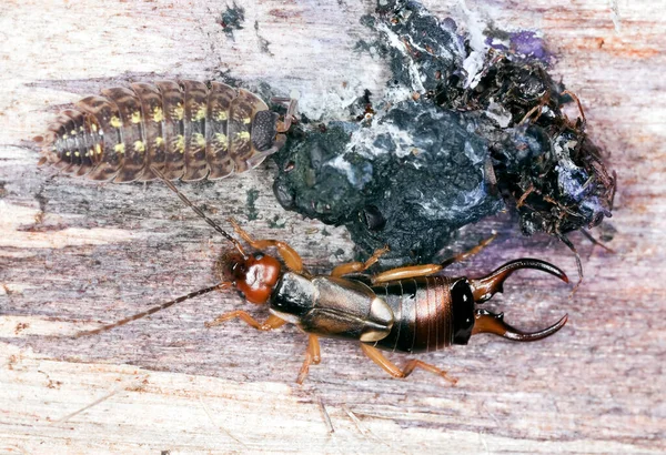 Earwig Woodlouse Bird Droppings — Stock Photo, Image