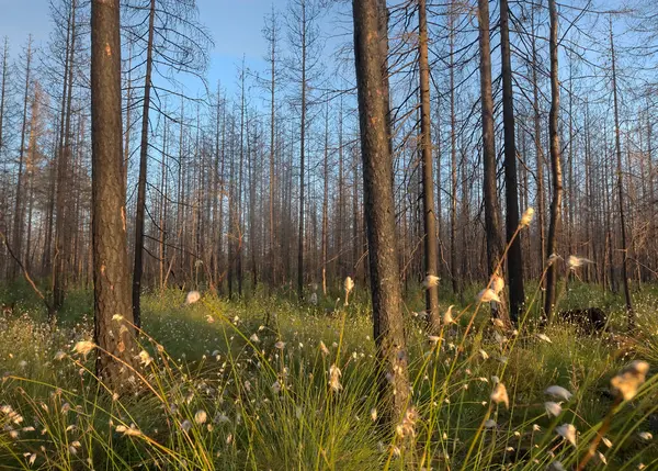 İsveç 'teki bir orman yangınından sonra kozalaklı ormanda yanmış çam ağacı bu tür yaşam alanları birçok hayvan ve bitki için önemlidir.