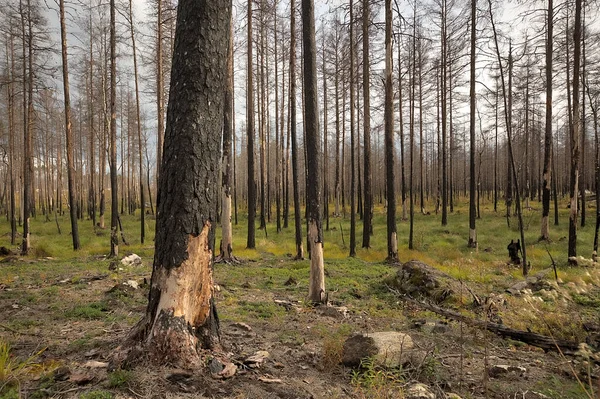 İsveç 'teki bir orman yangınından sonra kozalaklı ormanda yanmış çam ağacı bu tür yaşam alanları birçok hayvan ve bitki için önemlidir.