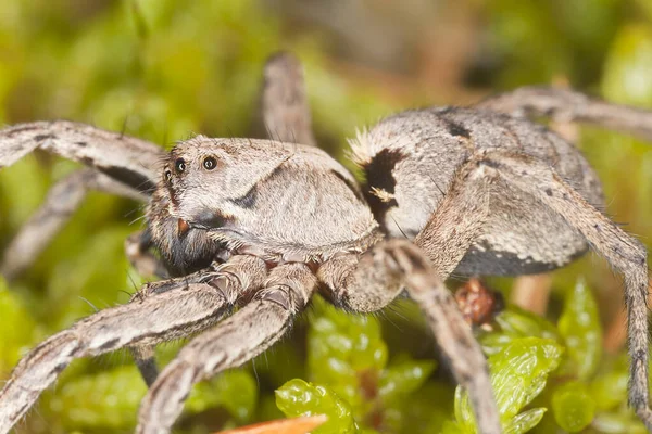 Loup Araignée Macro Photo — Photo