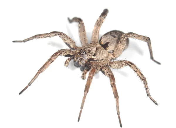 Wolf Spider Białym Tle Białym Tle Zdjęcie Makro — Zdjęcie stockowe