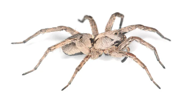 Wolf Spider Białym Tle Białym Tle Zdjęcie Makro — Zdjęcie stockowe