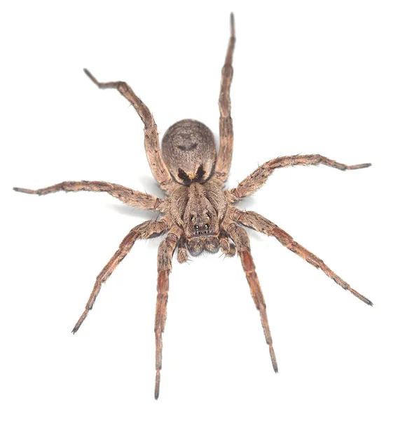 Wolf Spider Geïsoleerd Een Witte Achtergrond Macro Foto — Stockfoto