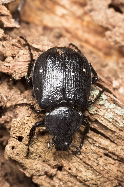 Chafer Variable Gnorimus Variabilis Sobre Madera Macro Foto —  Fotos de Stock