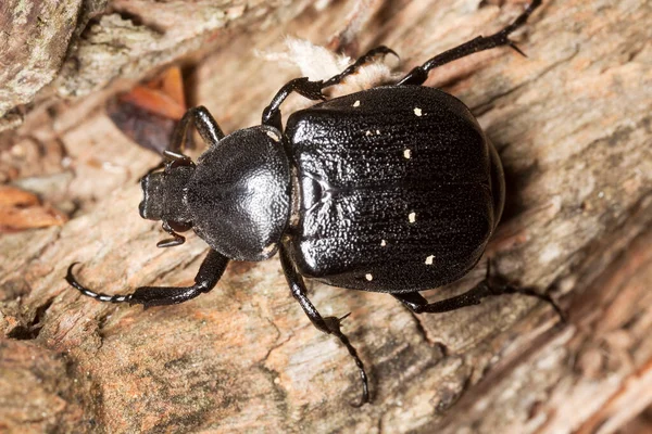 Değişken chafer, tahta üzerinde Gnorimus varyasyonları, makro fotoğraf