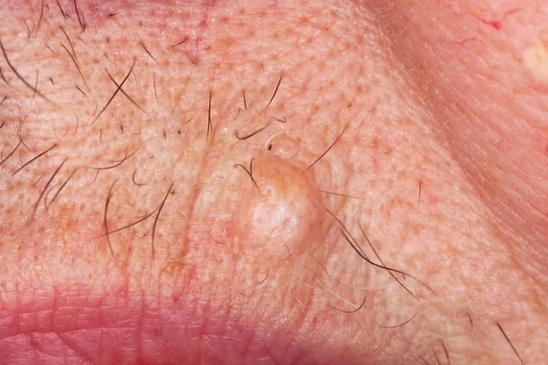 Kurt beyaz arka plan üzerinde makro fotoğraf izole örümcek