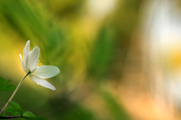 Anêmona Madeira Florescente Anêmona Nemorosa Primavera — Fotografia de Stock