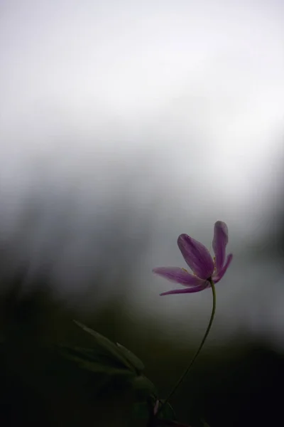 Blossoming Wood Anemone Anemone Nemorosa Springtime — Stock Photo, Image