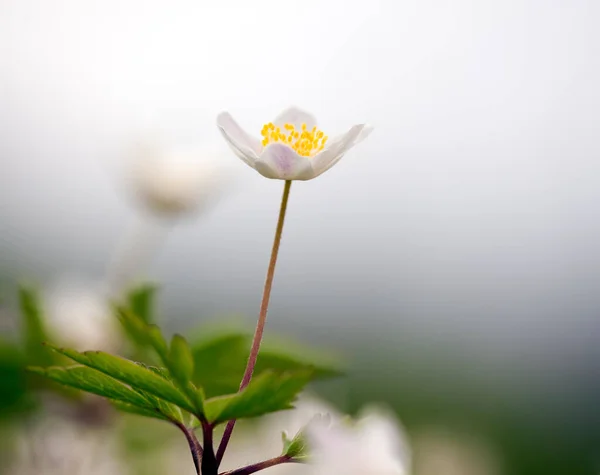 Blossoming Wood Anemone Anemone Nemorosa Springtime — Stock Photo, Image