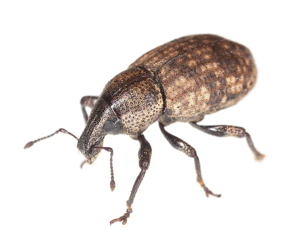 Weevil Isolé Sur Fond Blanc — Photo