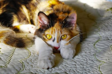 Genç calico kedi o dinlenir ken onu çevre izliyor