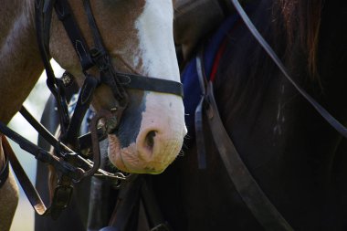 Yumuşak burun, burun delikleri ve beyaz bir alev ile kestane renkli bir at ağız