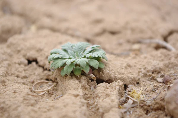 Small desert plant surviving in the red desert soil with a tiny creature hanging on one of the leaves