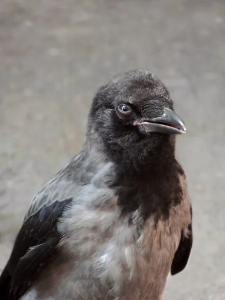 Pequeño Cuervo Explora Todo Pavimento Este Pájaro Todavía Sabe Cómo —  Fotos de Stock