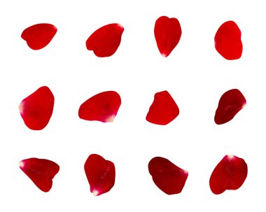 Çiçek temalı vektör seti.