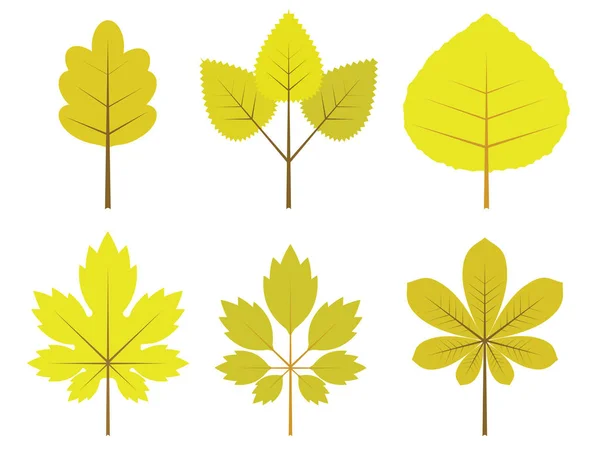 Sonbahar temasında çeşitli şekillerde vektör yaprak ağaçları seti