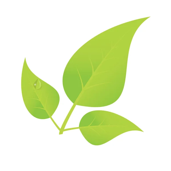 Çiy damlaile vektör yeşil renk yaprağı