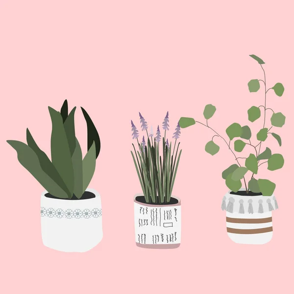 Set van drie trendy groene planten, potten, bloemen. Set van prachtige natuurlijke huis decoraties. vector illustratie voor kaart, afdrukken, behang, poster. Sjabloon met tekstruimte, tuinieren concept. — Stockvector