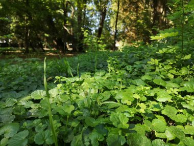 Ormanda güneşli bir yaz günü