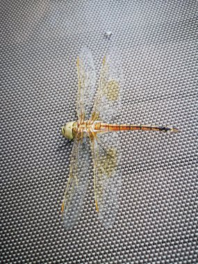 Yusufçuk altın kanatları salonda oturan