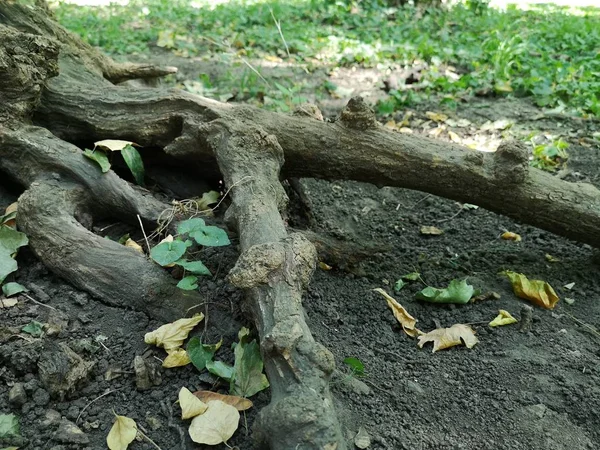 Stare Korzenie Drzewa Wychodzi Ziemi — Zdjęcie stockowe