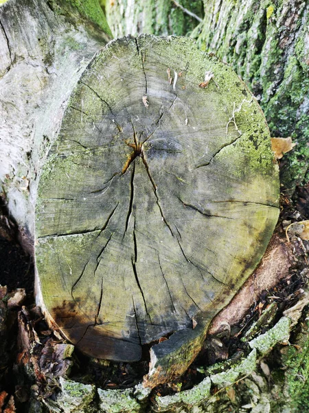 Tonto Viejo Con Árbol Grietas Cortado — Foto de Stock