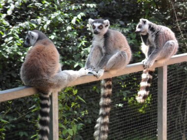 Prag Hayvanat Bahçesi'nde Lemurlar