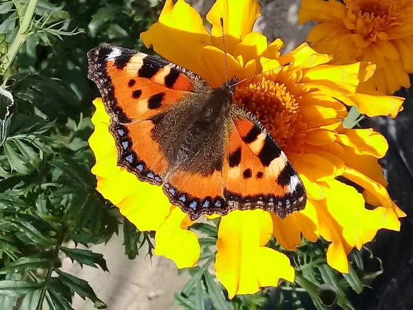 mobil bir çiçek fotoğraf kelebek