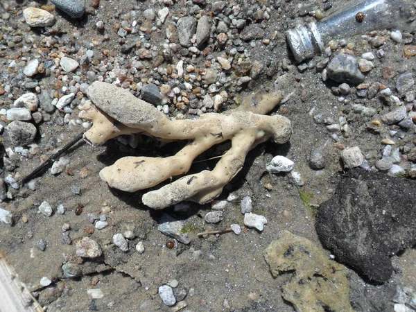 Ekoloji Gölü Baykal kirliliği