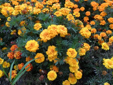 flowerbed yaz çiçekler