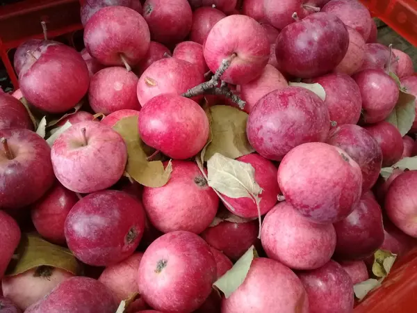 kırmızı elma vitamin faydaları