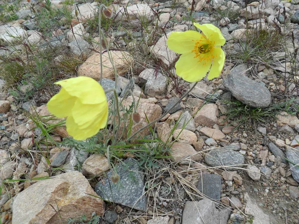 yellow poppies on the stones