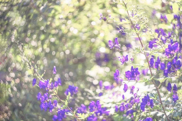 Gentle defocused natural background with purple flowers.
