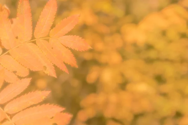 Blurred light background in yellow , orange natural tones. The atmosphere of autumn colors.