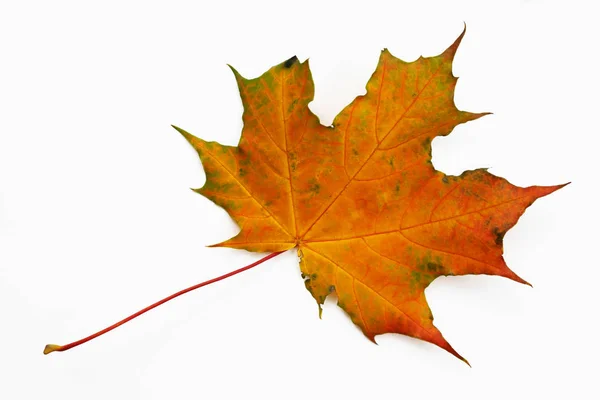 Autumn maple leaf on a white background.