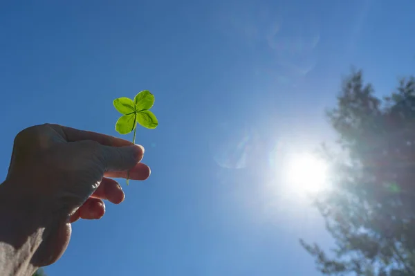 Hand holds four leaf clover on a blue sky background, a symbol of good luck, St. Patrick\'s day concept.