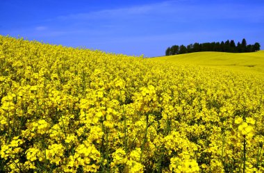 Yellow fields of canola