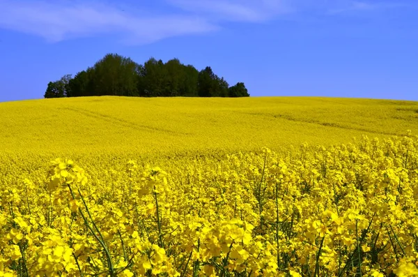 Pola Rzepaku Bkitnym Niebem — Stock Photo, Image