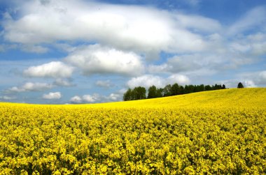 Güzel bulutlar ile Kanola alanları