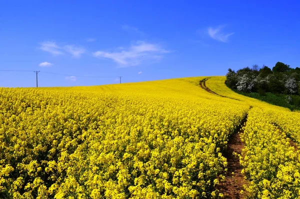 Piekne Pola Warmiskich Rzepakow — Stock Photo, Image