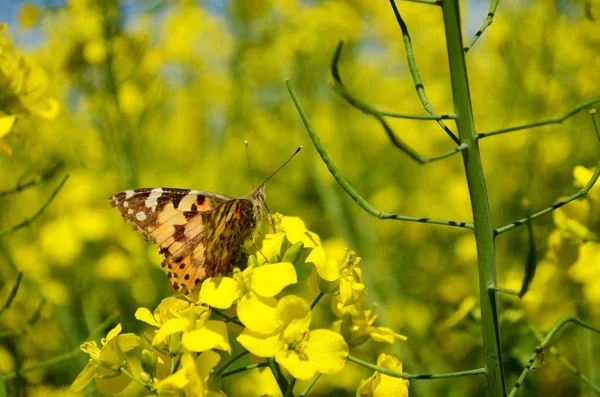 Motyl Polu Rzepaku — Zdjęcie stockowe