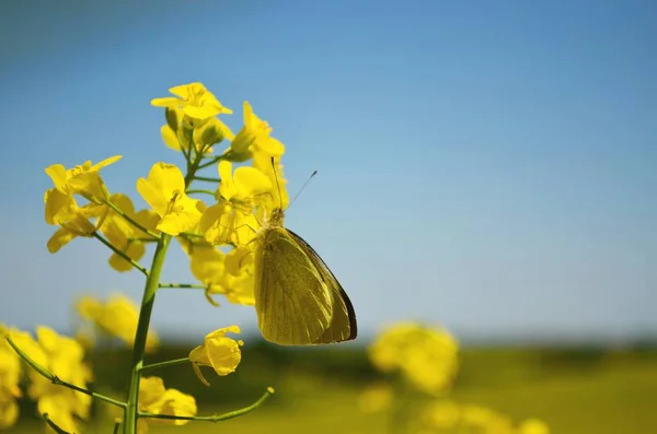 Motyl Polu Rzepaku — Stock Photo, Image