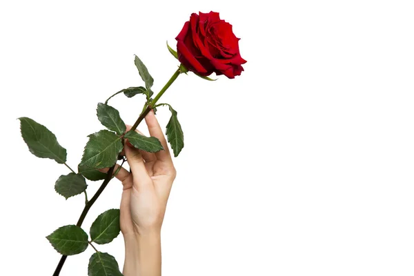 Kadının eli kırmızı bir gül tutuyor. Beyaz arka plan. Kopyala