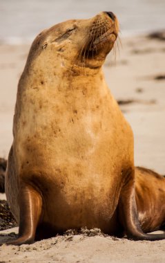 Deniz aslanı Avustralya plajlarında güneşin tadını çıkarıyor